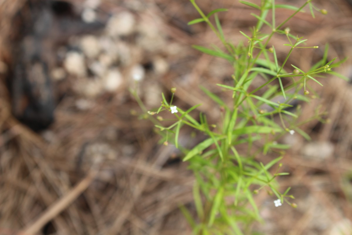 Oldenlandia herbacea (L.) Roxb.